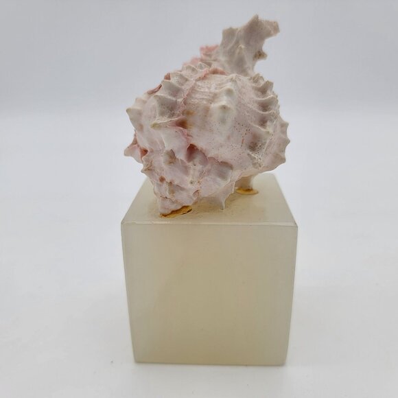 Murex Shell Mounted on Onyx Cube - Picture 4 of 8